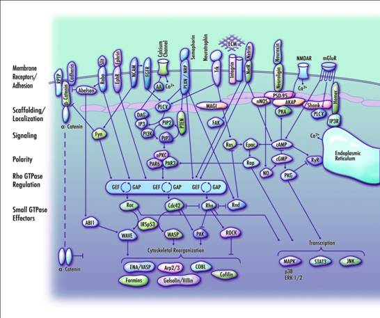 A Noise-Reduction GWAS implicates altered regulation of neurite outgrowth and guidance in autism (Hussman, Chung, Griswold, et. al., Molecular Autism, 2011)